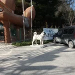 Sivas Kangal Köpeği Duvar Rölyefi & Figürü
