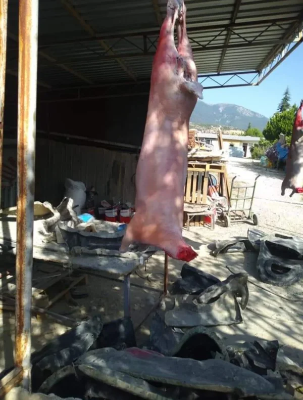 WhatsApp-Image-2020-09-02-at-12.33.55.jpeg Kasap Vitrin Tipi Gerçekçi Kuzu Karkas Et Maketi - Detay Görsel 2