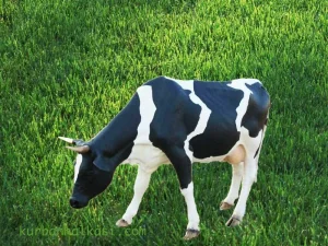 Dekoratif İnek Duvar Rölyefi (90 cm)