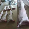 kuzu-karkas.jpg Kasap Vitrin Tipi Gerçekçi Kuzu Karkas Et Maketi - Detay Görsel 4