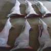 kuzu-karkas_1.jpg Kasap Vitrin Tipi Gerçekçi Kuzu Karkas Et Maketi - Detay Görsel 1