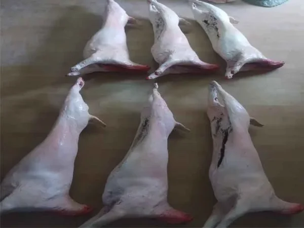 kuzu-karkas_1.jpg Kasap Vitrin Tipi Gerçekçi Kuzu Karkas Et Maketi - Detay Görsel 1