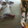 kuzu-karkas_2.jpg Kasap Vitrin Tipi Gerçekçi Kuzu Karkas Et Maketi - Detay Görsel 3