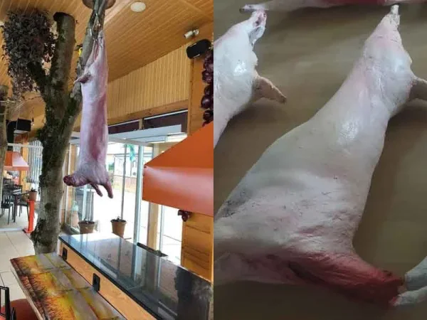 kuzu-vitrin-aski.jpg Kasap Vitrin Tipi Gerçekçi Kuzu Karkas Et Maketi